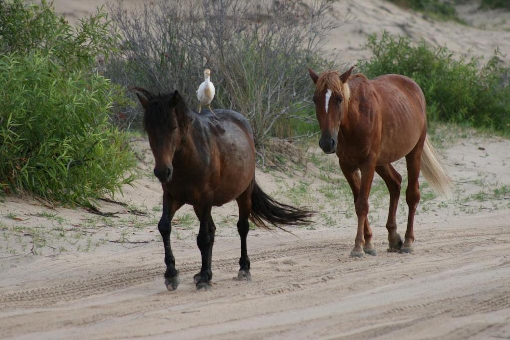 Obx Family Home With Pool - Pet Friendly - Close To Beach- Pool Open Late Apr Through Oct カローラ エクステリア 写真