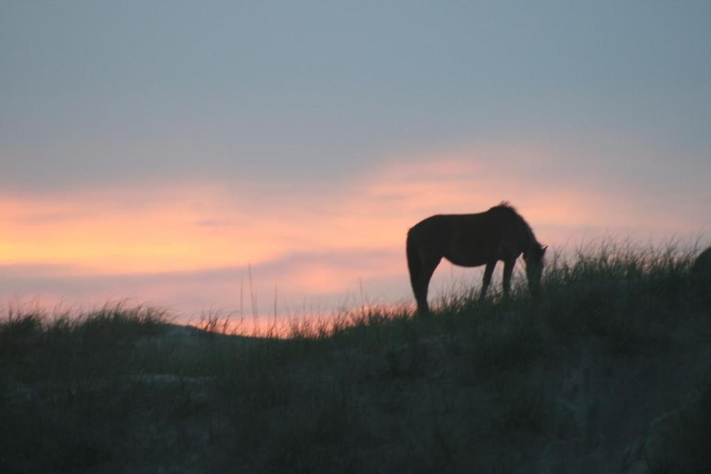 Obx Family Home With Pool - Pet Friendly - Close To Beach- Pool Open Late Apr Through Oct カローラ エクステリア 写真